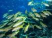 Tapety na plochu - Yellow Goatfish