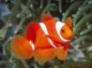 Tapety na plochu - Spine Anemonefish