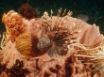 Tapety na plochu - Lionfish lurking