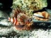 Tapety na plochu - On patrol lionfish
