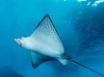 Tapety na plochu - Spotted eagle ray