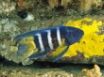Tapety na plochu - Eastern blue devil