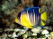 Tapety na plochu - Blue Angelfish