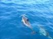 Tapety na plochu - Dolphins