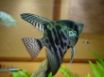 Tapety na plochu - My Fish