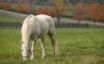 Tapety na plochu - White horse