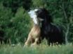 Tapety na plochu - Horses playing