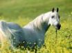 Tapety na plochu - Horse and flowers