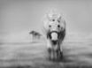 Tapety na plochu - Lonely horse