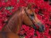 Tapety na plochu - Horse on red