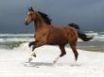 Tapety na plochu - Horse on white snow