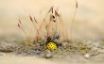 Tapety na plochu - Yellow bug