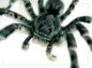 Tapety na plochu - Tarantula upclose