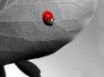 Tapety na plochu - Ladybug on leaf