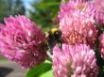 Tapety na plochu - Busy bee