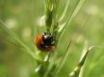 Tapety na plochu - Ladybird