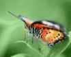 Tapety na plochu - Butterfly on Green