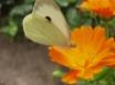 Tapety na plochu - Butterfly Land