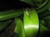 Tapety na plochu - Great grasshoper