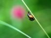 Tapety na plochu - Bugs togheter