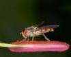 Tapety na plochu - Insect on flower