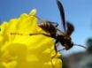 Tapety na plochu - Bee on flower