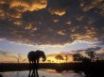 Tapety na plochu - Elephant silhouetted
