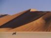 Tapety na plochu - Gemsbok and dunes