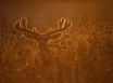 Tapety na plochu - Backlit Mule