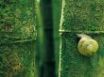 Tapety na plochu - Natural camouflage