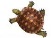 Tapety na plochu - Turtle top view