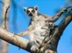 Tapety na plochu - Up in a tree