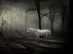 Tapety na plochu - Unicorn in the forest