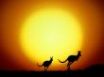 Tapety na plochu - Jumping kangaroos