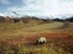 Tapety na plochu - Bear in the field
