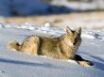 Tapety na plochu - Wolf in the snow
