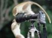 Tapety na plochu - Monkeys playing
