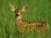 Tapety na plochu - Deer in the grass