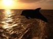 Tapety na plochu - Dolphin in the sunset