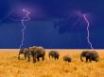 Tapety na plochu - Elephants in the field