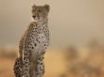 Tapety na plochu - Female cheetah