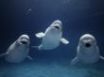 Tapety na plochu - Beluga Whale Trio