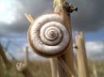 Tapety na plochu - Snail on corn