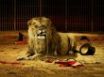 Tapety na plochu - Lion lunch