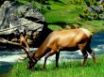 Tapety na plochu - Deer eating grass