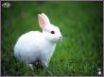 Tapety na plochu - rabbit