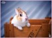 Tapety na plochu - rabbit 3