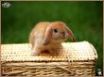Tapety na plochu - rabbit 2