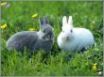 Tapety na plochu - rabbit 4