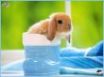 Tapety na plochu - rabbit 5